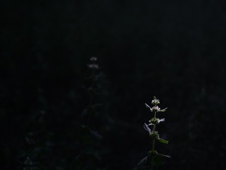2A9F6EFA-CD09-47A4-A9E8-7A838D98D0B9/L0/001
