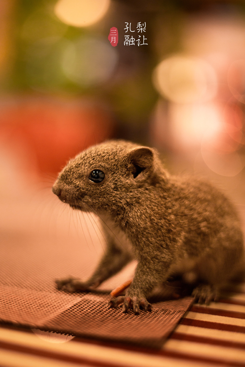 松鼠宝宝