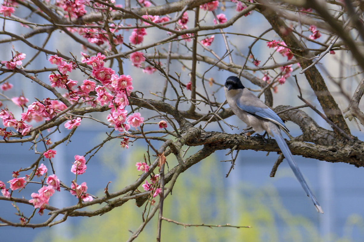 春天的梅花与喜鹊