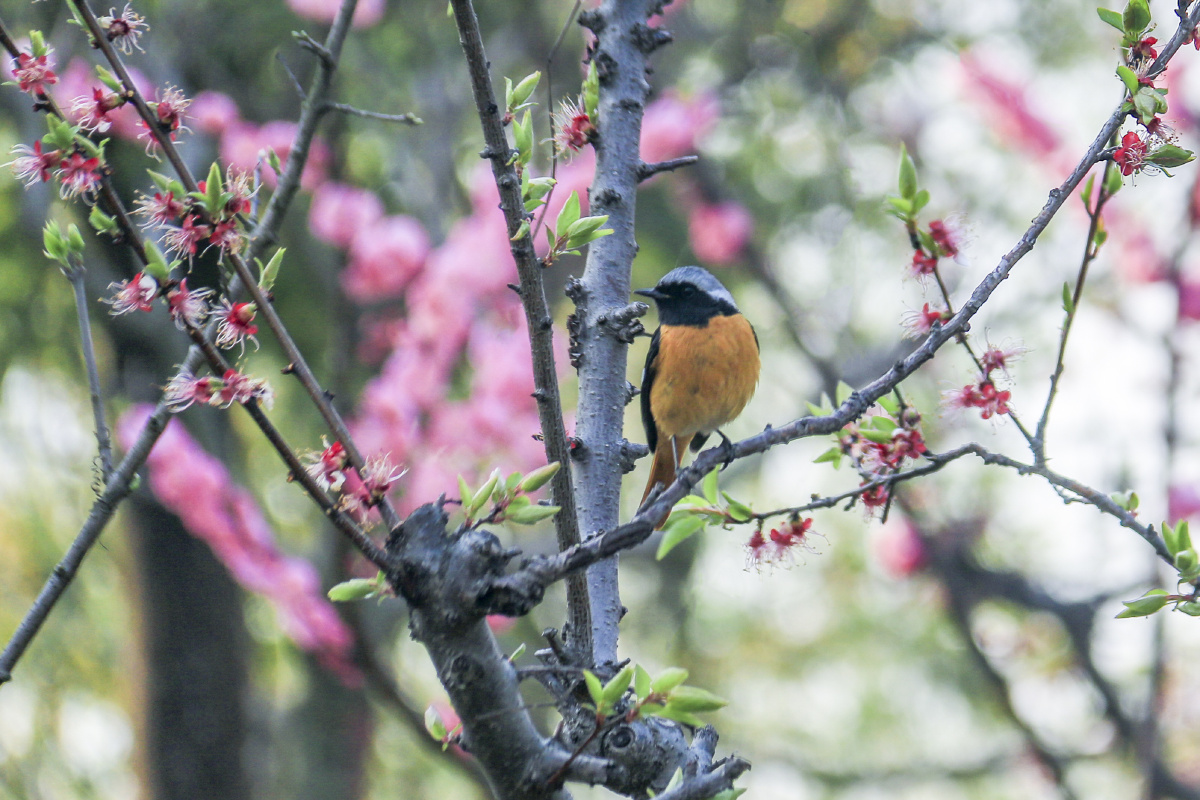 春天的梅花与喜鹊