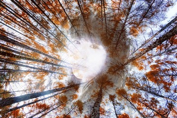 _HAN7789-1 -- _