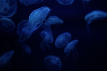 image_1_