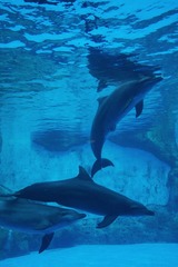 image_5_