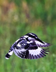 9D19885F-9971-4CFF-BB08-D8D1D31844A5/L0/001