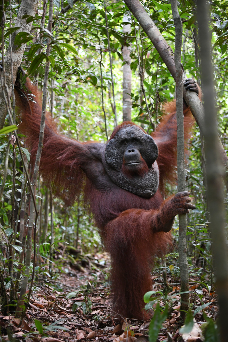 人猿归来 - 黑摄汇80