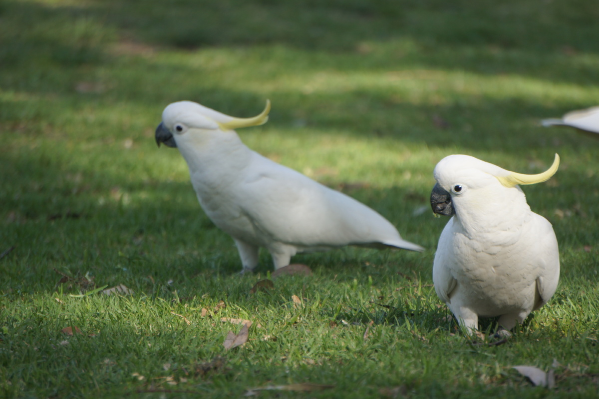 草地上的大白鹦鹉