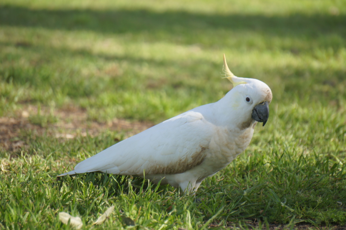 草地上的大白鹦鹉