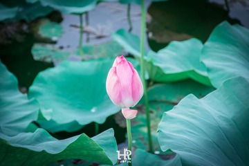 20160730-DSC_1138