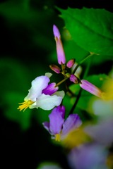 DSC_2903-2