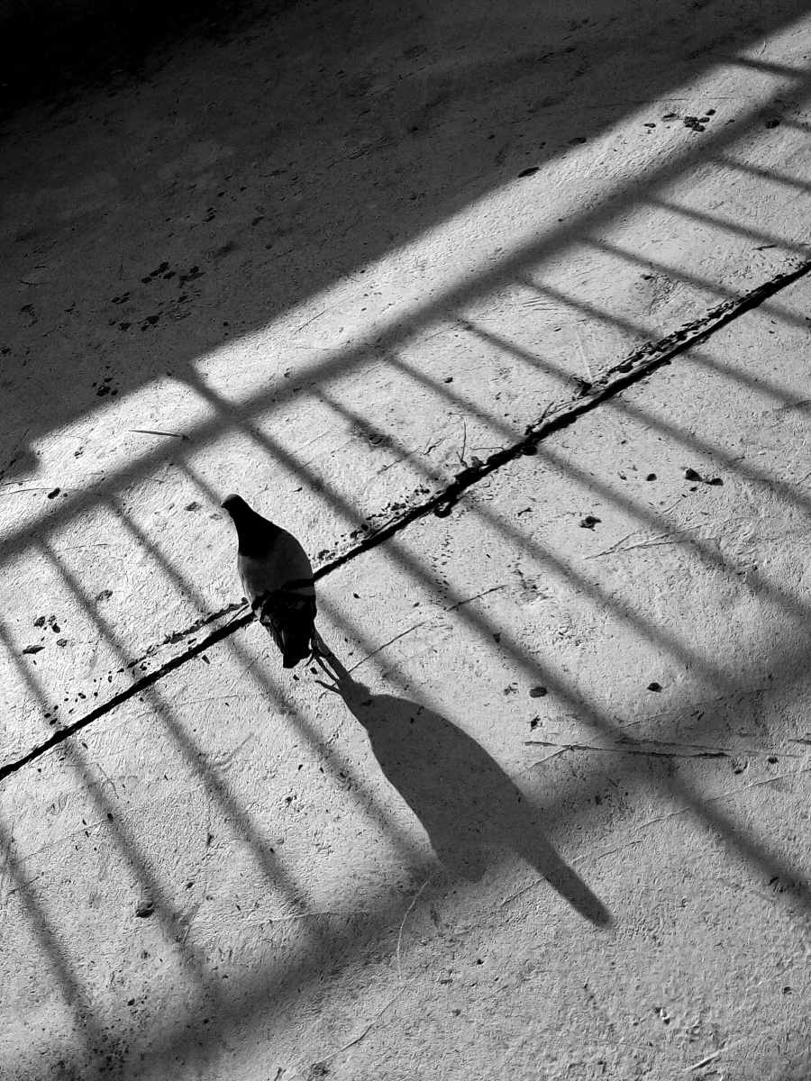 飞不出的牢笼 - 手机, 街拍, 胖电塔与街头摄影0