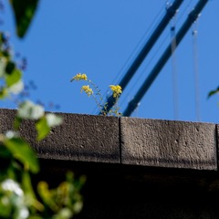 _T7D0695