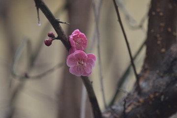 2910251