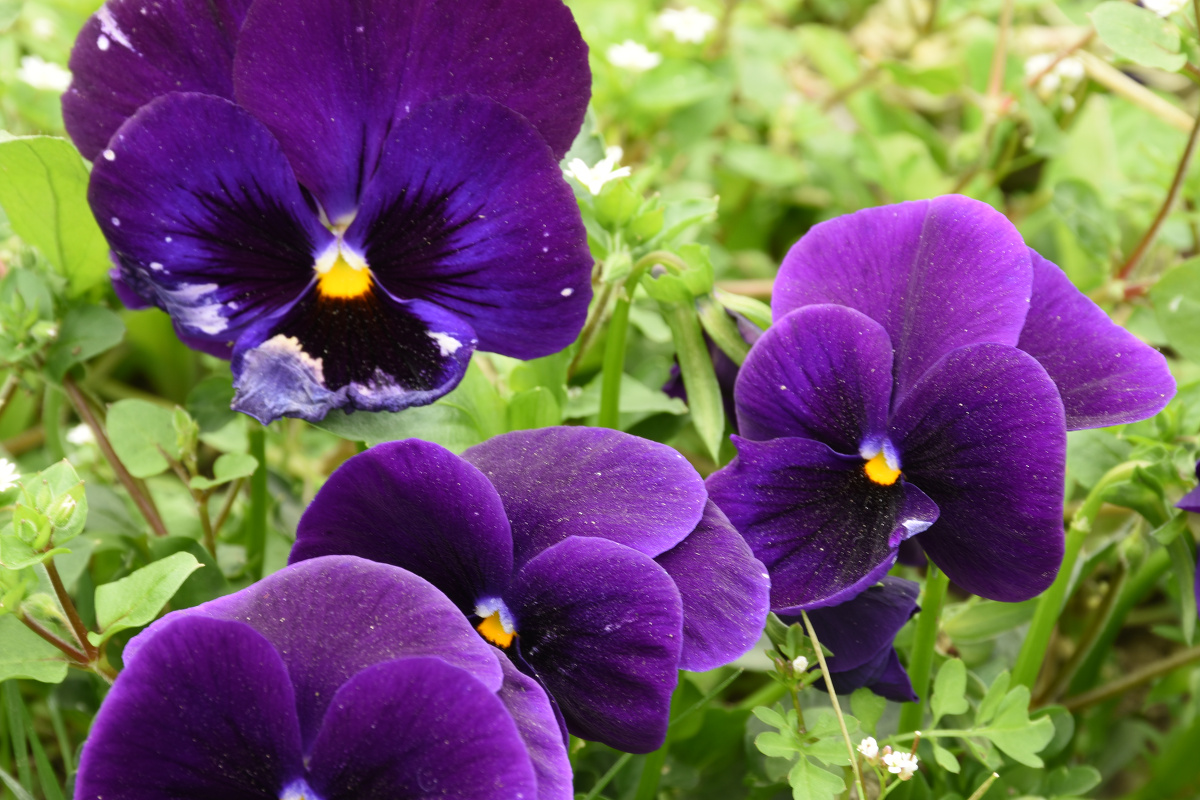 凤凰湿地 - 俊彩什 - 图虫