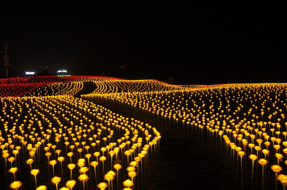 青岛唐岛湾电光花海小径美翻天