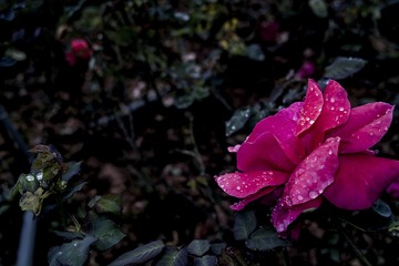 SDIM1015