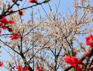 15财管朱俊杰     花框