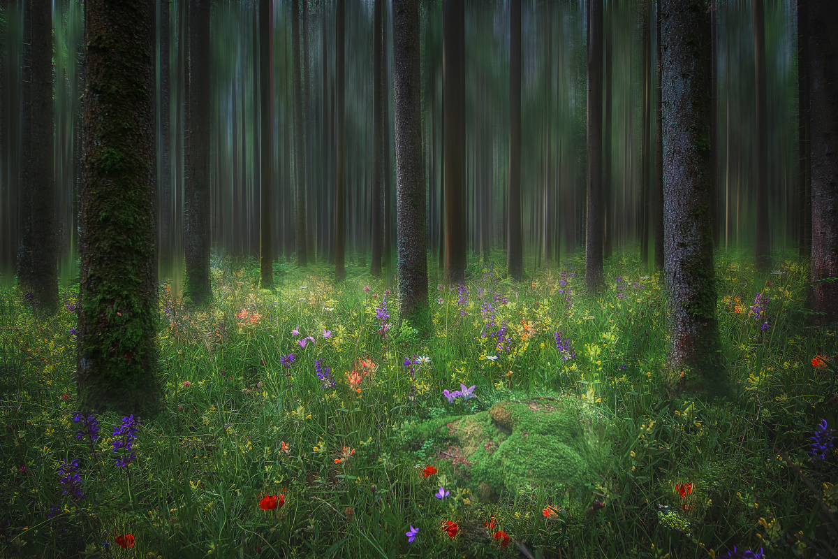 魅之黑森林 - 风光, 旅行, 欧洲, 德国, 黑森林, 佳能 - 阿咕 - 图虫摄影网