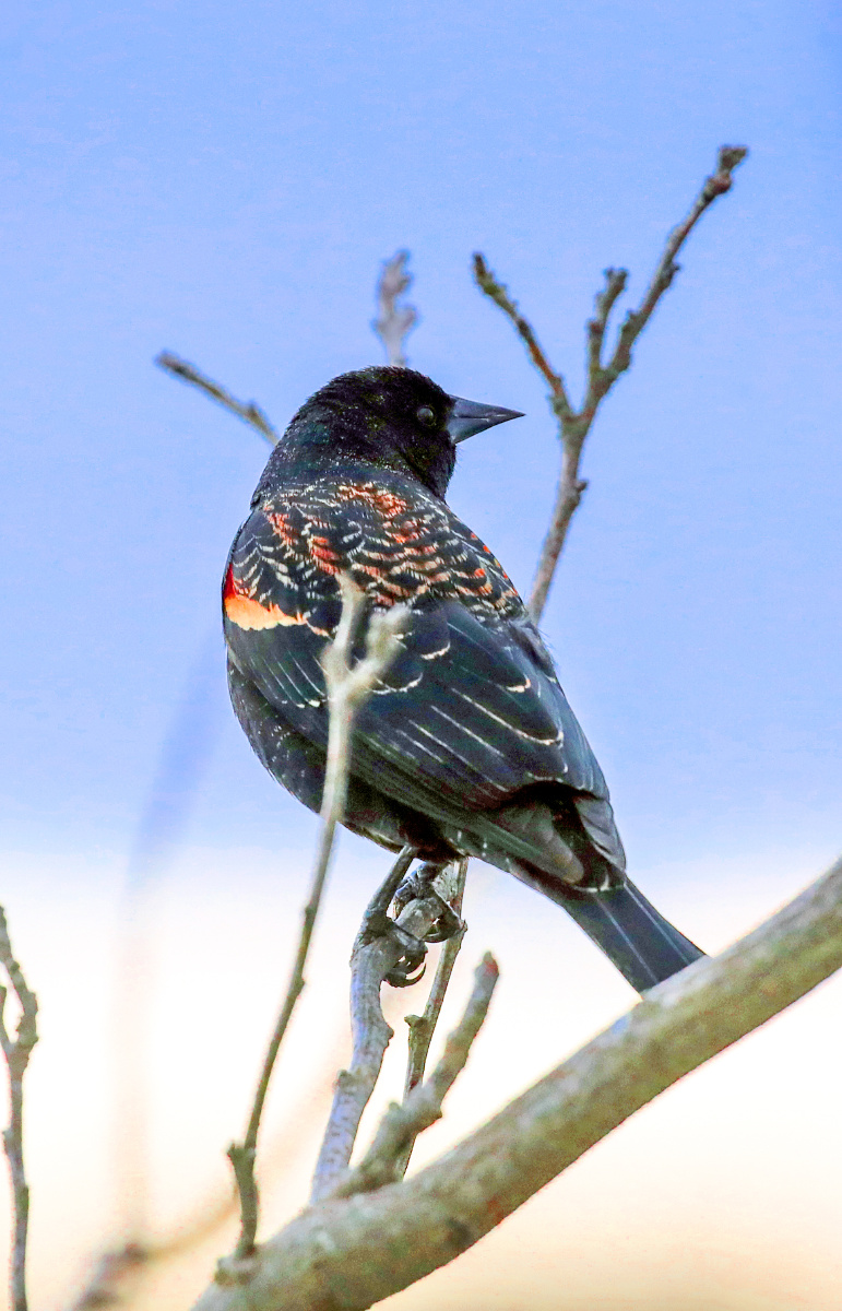 春天万物复苏,鸟儿总是诗人伤春恨春中常常提到