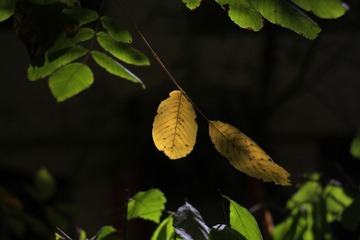 _MG_3404_??
