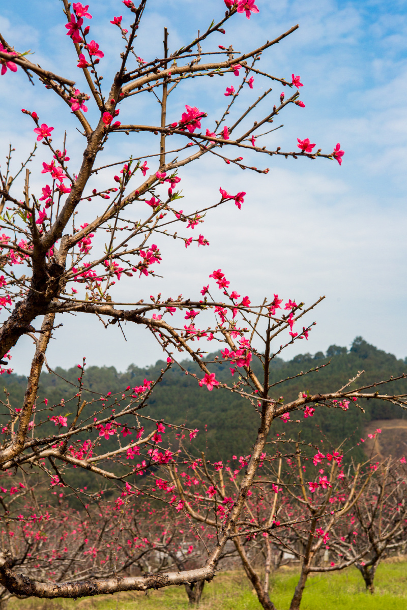 桃花坞里桃花庵,桃花庵里桃花仙