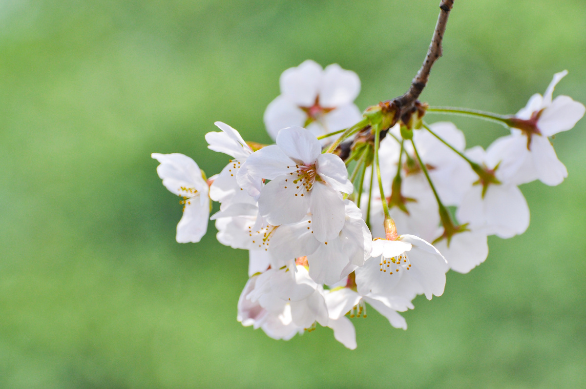 春天盛开的樱花