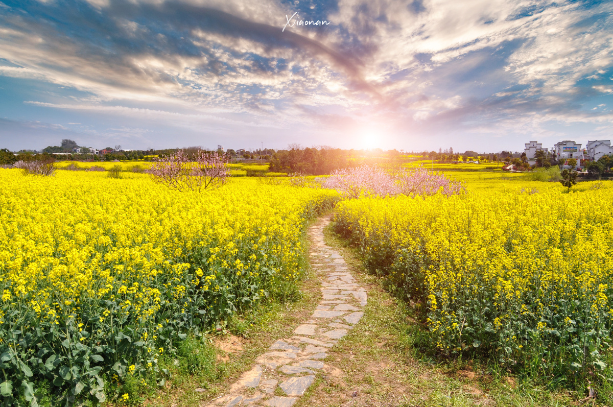 江苏南京高淳油菜花