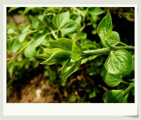 DSCF0337_