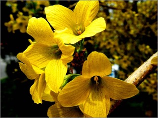 DSCF0342_