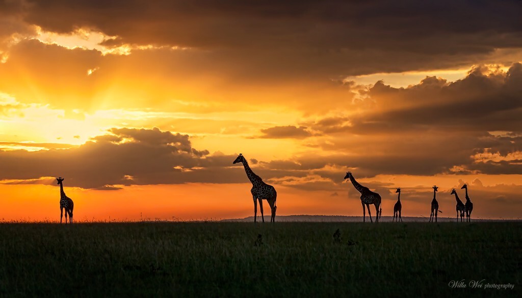 这是我非州之行拍的<br />
<br />
This is a classic sunset in Masai Mara. When sun is setting and a giraffe family are on their way to home. The little giraffe stops there and enjoys the beautiful sunset. The sisters and mother are waiting there and the father comes to the little giraffe and says: "Son, let's go home".