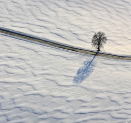 孤独的树  作者  Klaus Leidorf