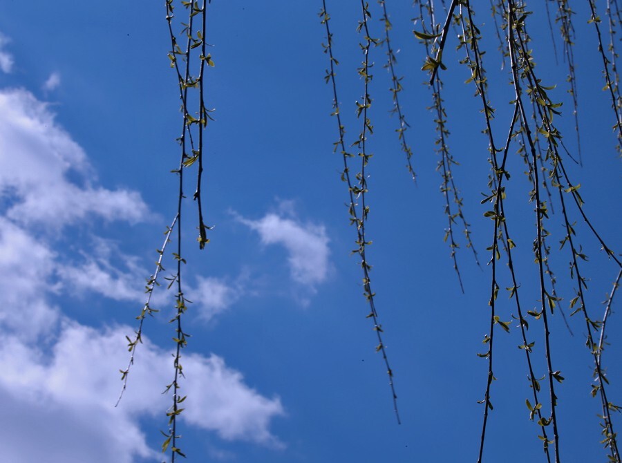 长安街向东三四十公里，通州京杭大运河旁，蓝天白云下的春柳写下“皇都烟柳”的另一版本。（资料图片，2013年4月6日摄）
