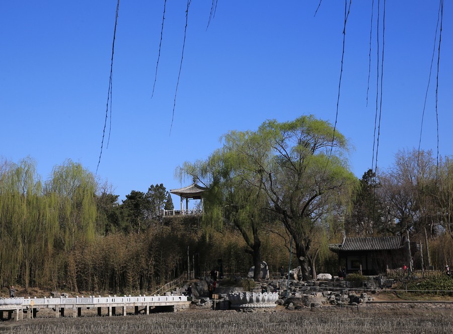 京城西北的紫竹院公园里，荷塘、春柳、凉亭构成了另一幅“皇都烟柳”图。（2016年３月24日摄）