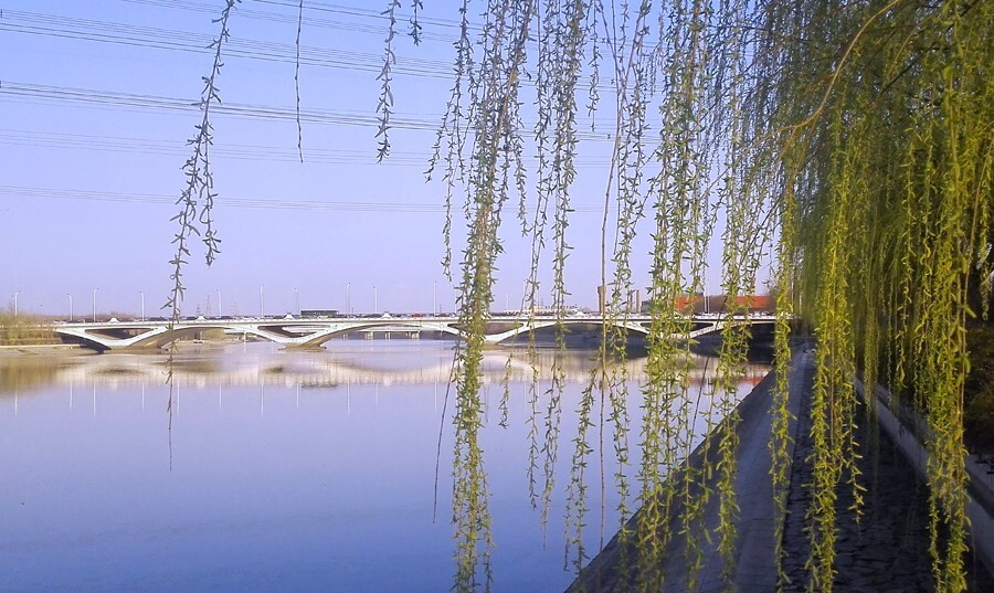 长安街向东三四十公里，通州京杭大运河旁，蓝天白云下的春柳写下“皇都烟柳”的另一版本。（资料图片，2013年4月6日摄）