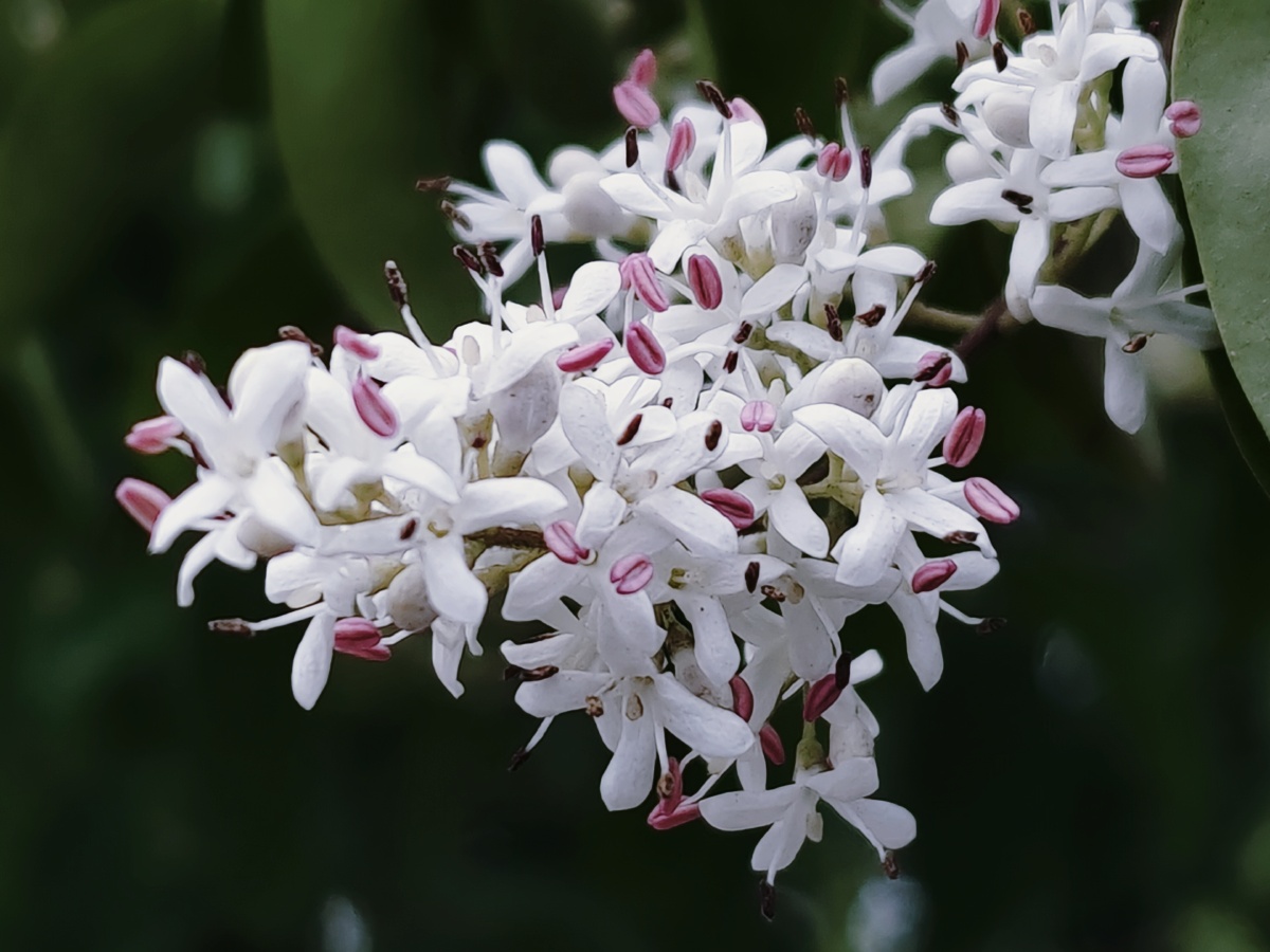 下班路上遇到超级漂亮的小蜡花