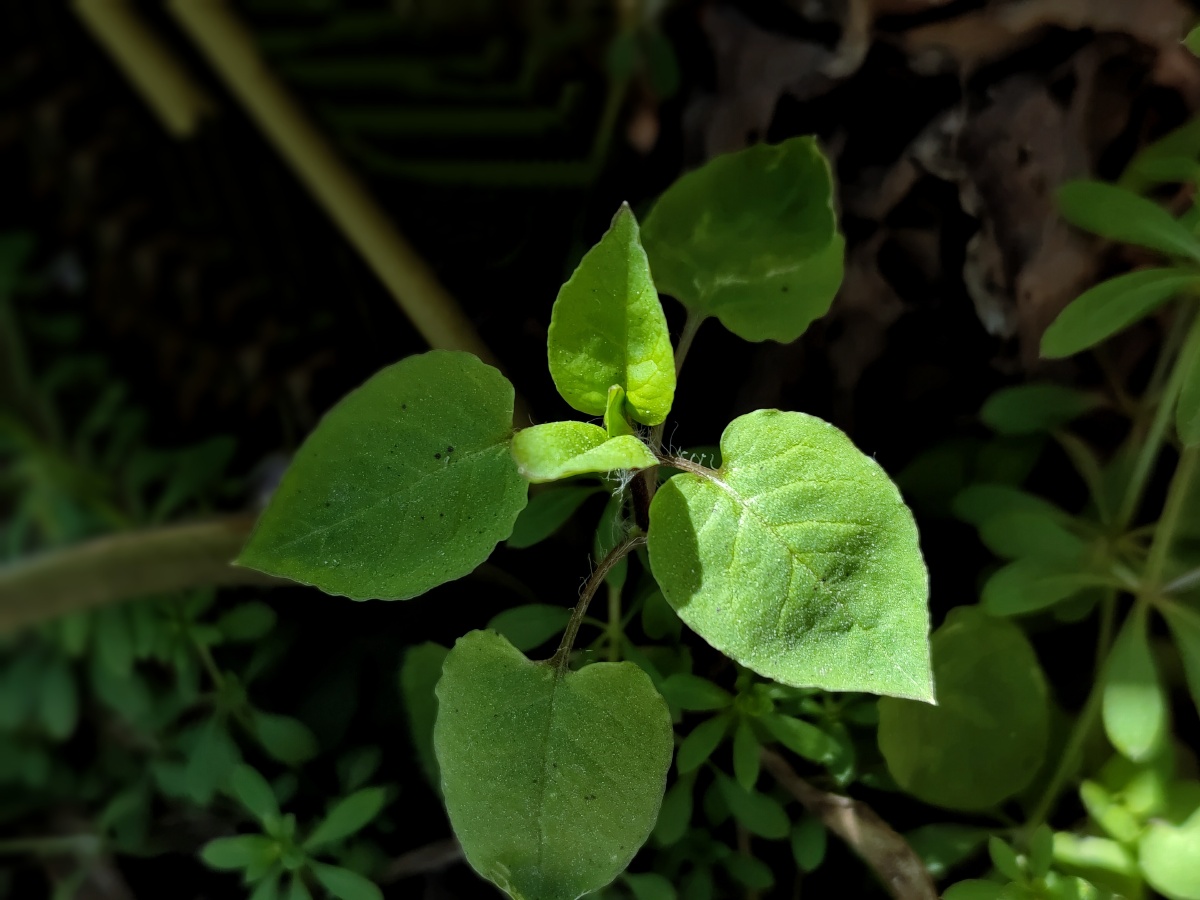 日本樱花心形叶子你以为是这样的其实是这样的