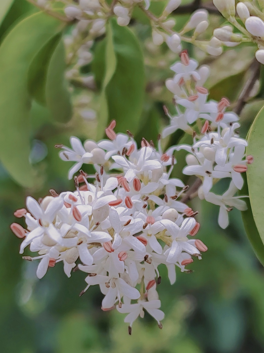下班路上遇到超级漂亮的小蜡花