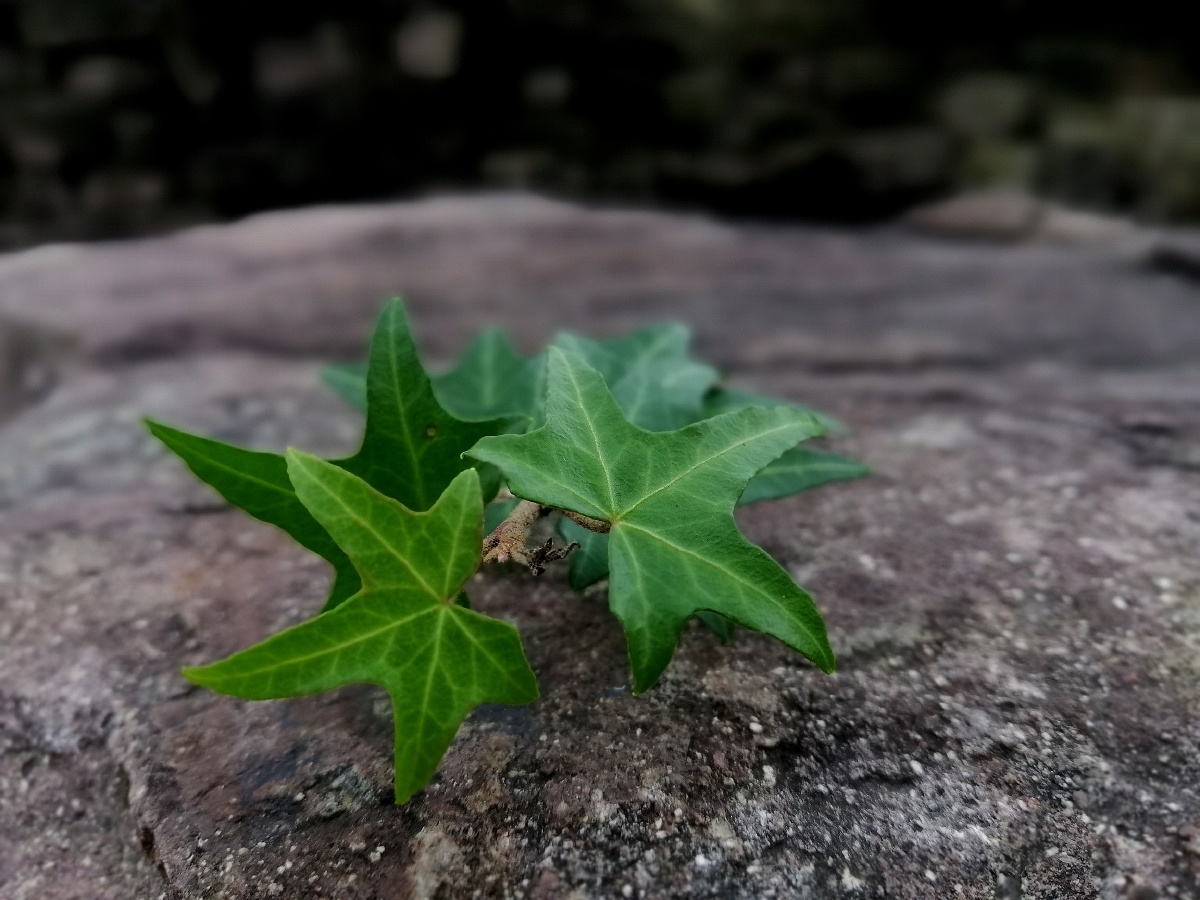 其实我一直在你身后只是你不曾回头五角星的叶子