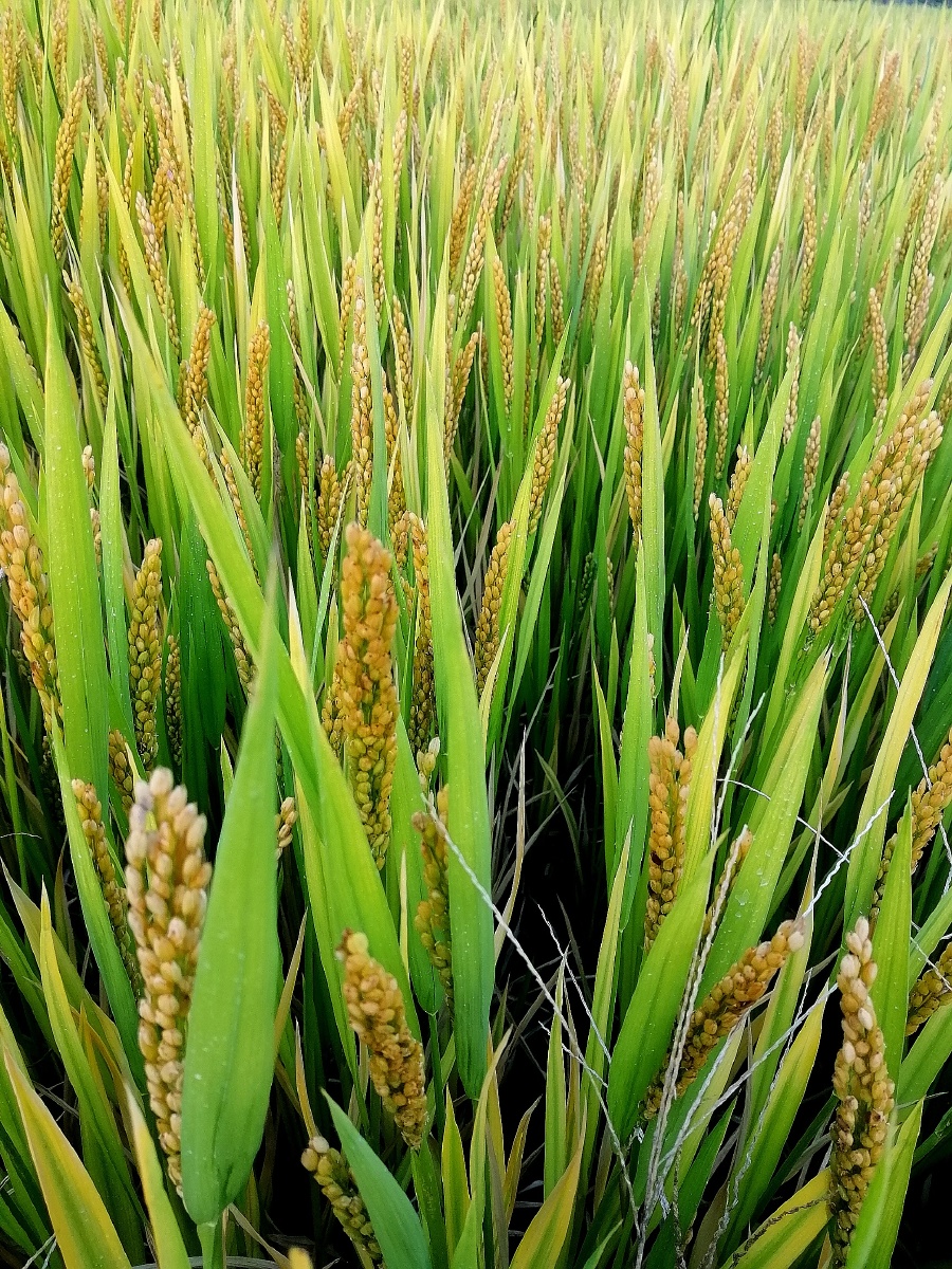 10月里的秋天稻谷成熟的季节