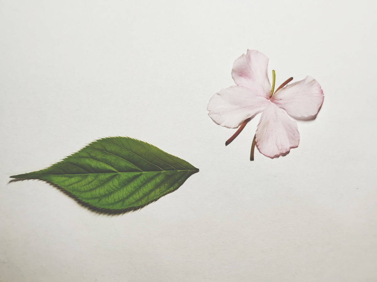 日本樱花心形叶子你以为是这样的其实是这样的