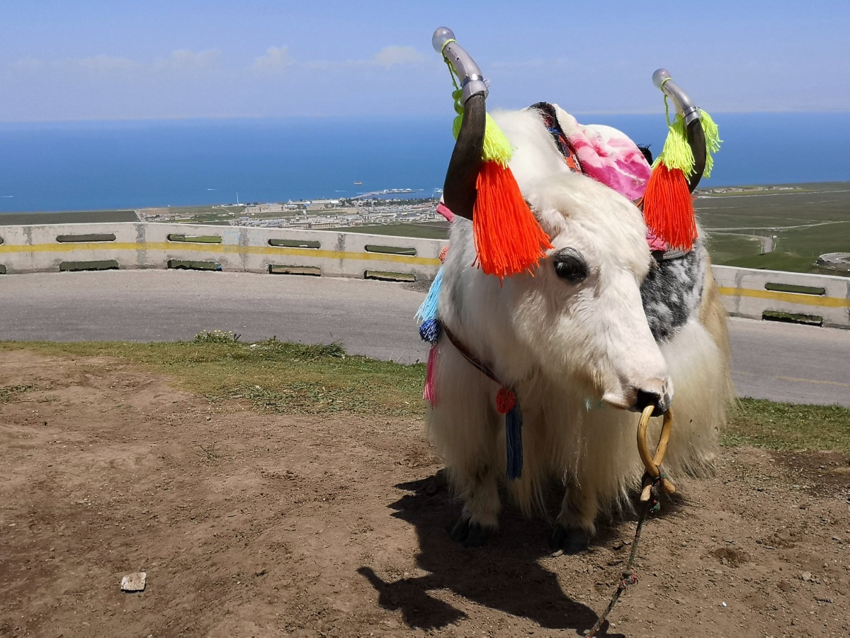 牛年第一天漂亮的白牦牛拍摄于青海湖