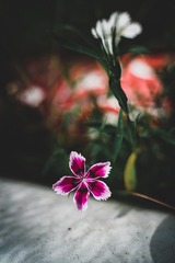 110781
