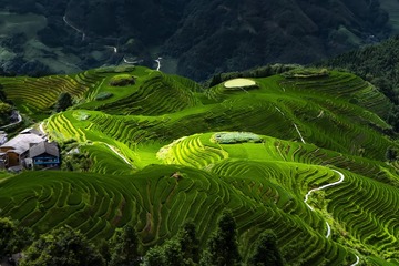 田