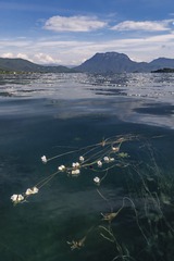 水性杨花