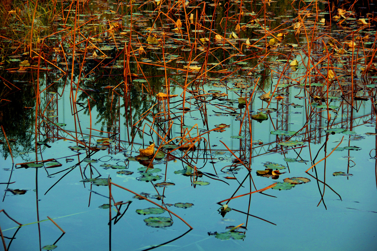 秋日荷塘之风骨篇