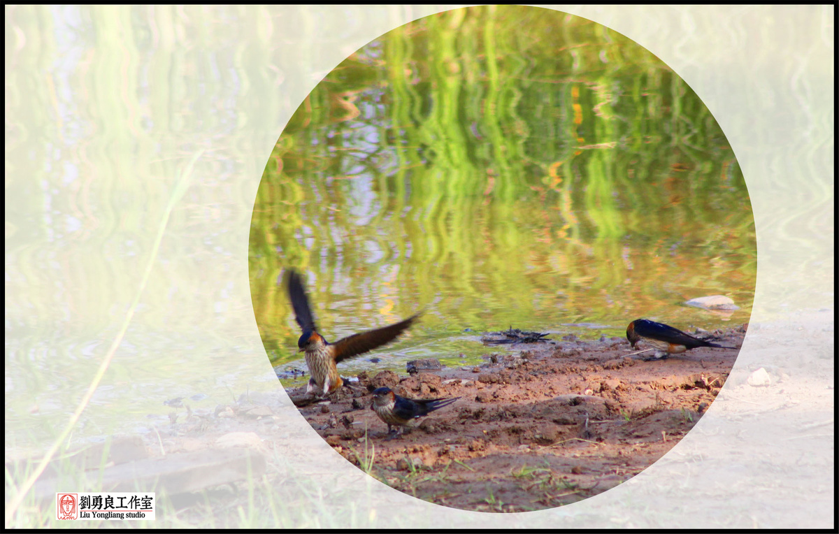 刘勇良摄影燕子衔泥筑巢时