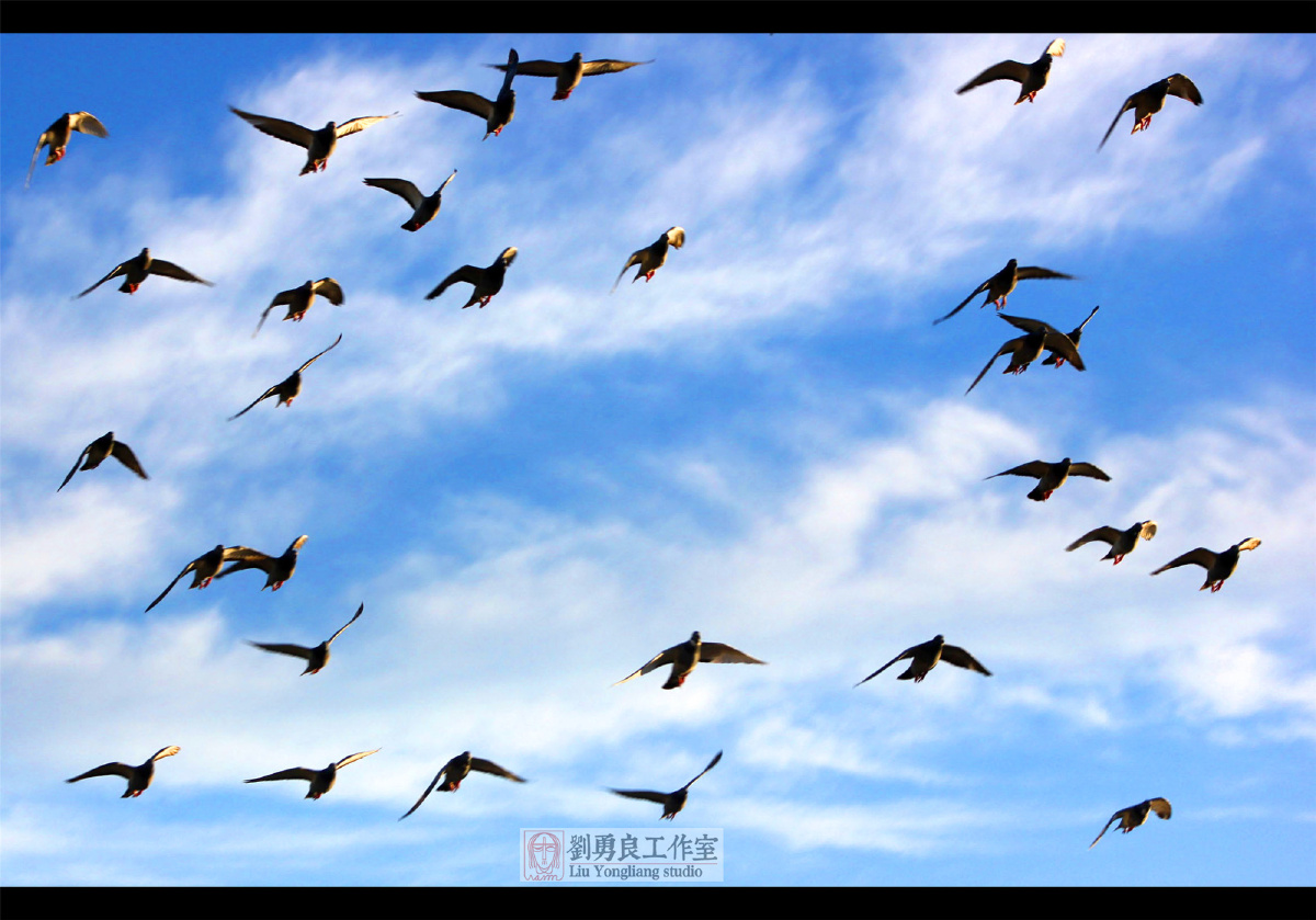 刘勇良手机摄影蓝蓝的天上有鸽子在飞翔