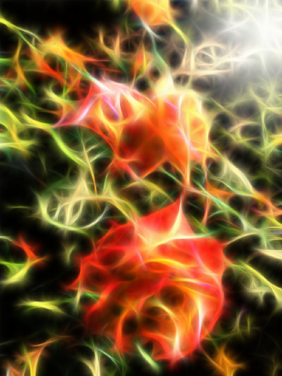 刘勇良特效摄影燃烧的玫瑰