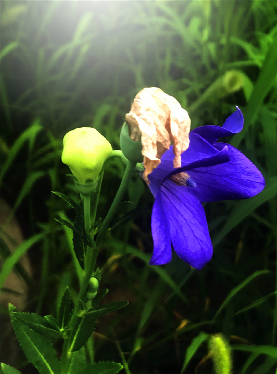 刘勇良手机纪实摄影蓝紫色的桔梗花