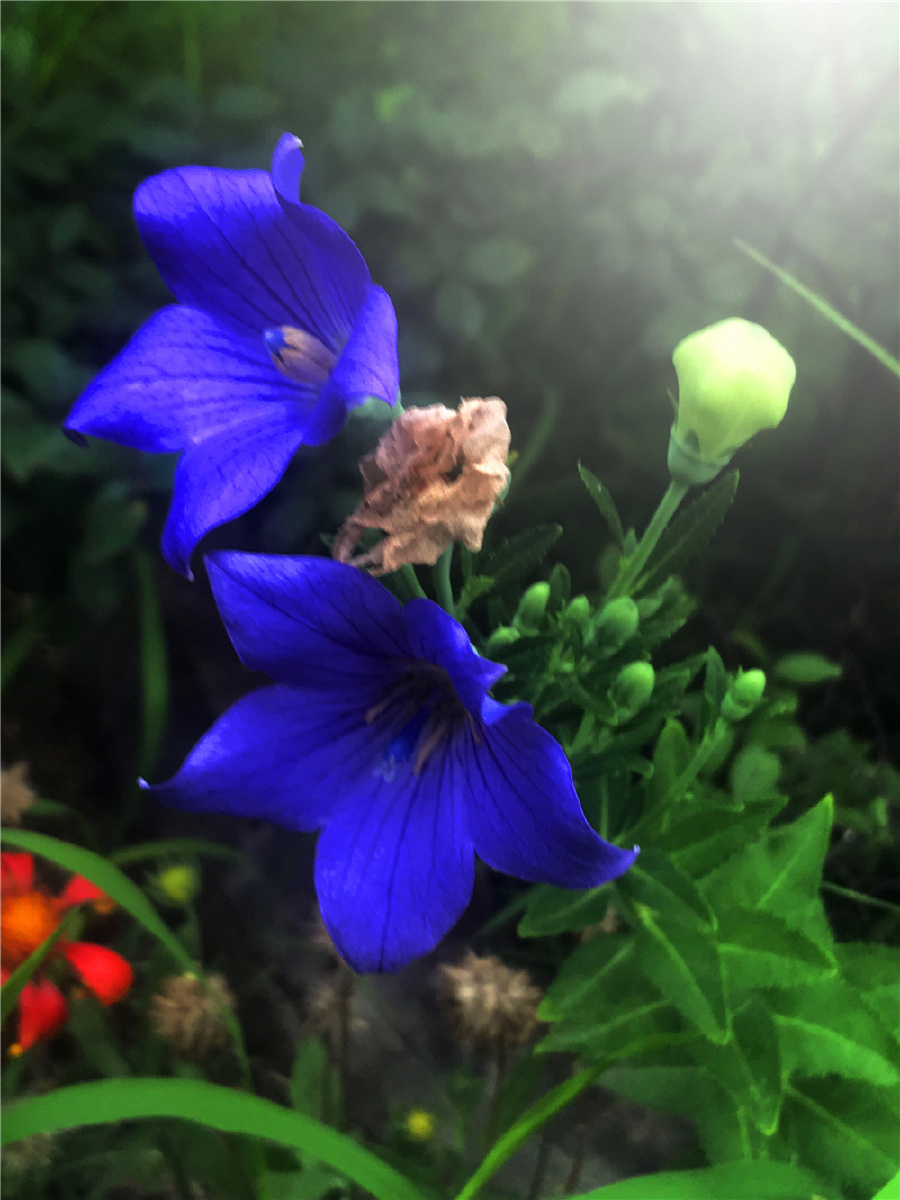 刘勇良手机纪实摄影蓝紫色的桔梗花