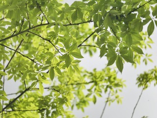 624BA047-B81A-4903-BA1D-4D9C19C5D288/L0/001